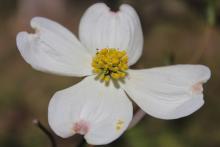 2017 Gosnell Prize Announced